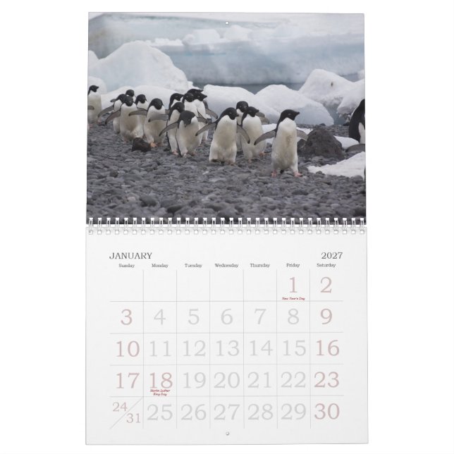 Die Antarktis-Pinguin-Kalender Kalender (Jan 2027)