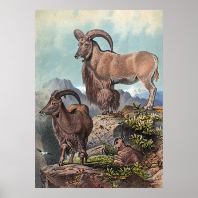 Die Aoudad von Joseph Wolf Poster (Vorne)