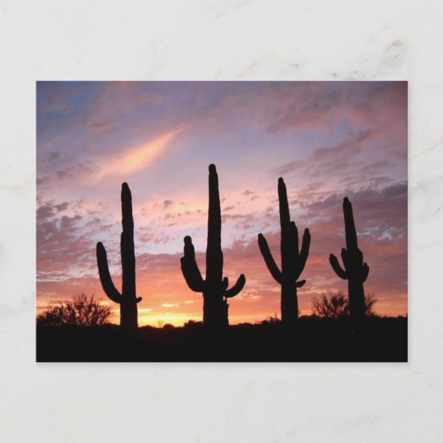 "Die Arizona-Show" Postkarte