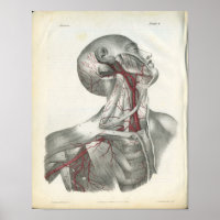 Die Arterien der Head & Neck Anatomy Print
