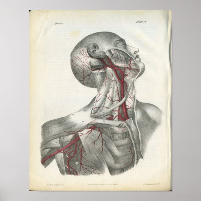 Die Arterien der Head & Neck Anatomy Print Poster (Vorne)