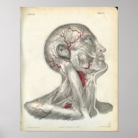 Die Arterien der Head & Neck Anatomy Print