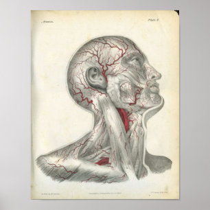 Die Arterien der Head & Neck Anatomy Print Poster