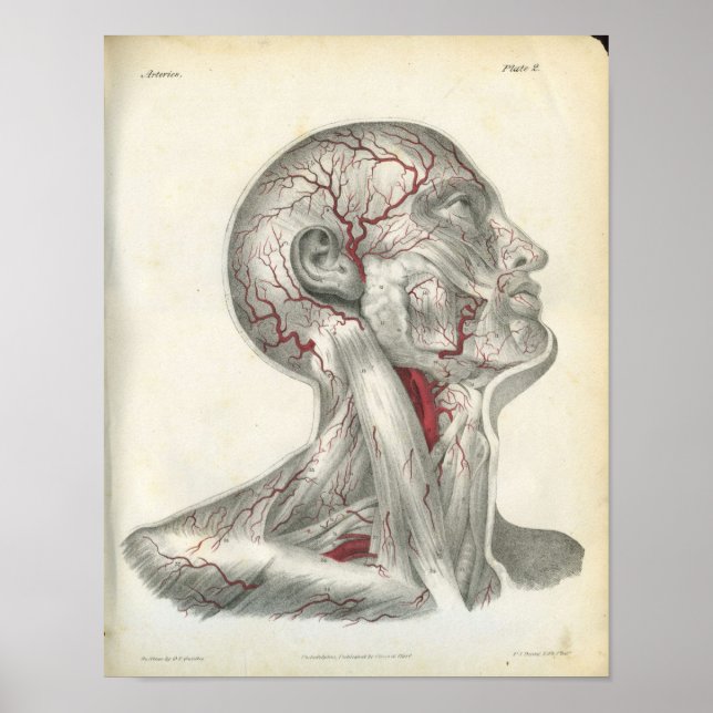 Die Arterien der Head & Neck Anatomy Print Poster (Vorne)