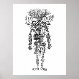 Die Arterien der menschlichen Anatomie Vintag Poster