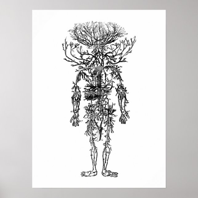 Die Arterien der menschlichen Anatomie Vintag Poster (Vorne)