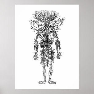 Die Arterien-menschliche Anatomie Vintag Poster