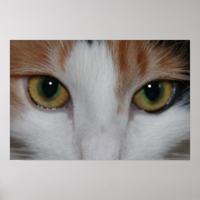 Die Augen der Katze Poster (Vorne)
