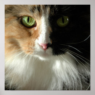 Die Augen der Katze Poster