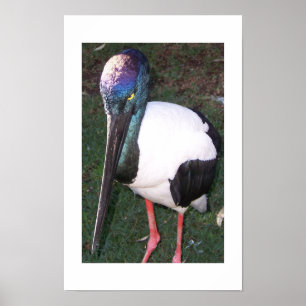Die Augen, die Australien folgen Farbfotografie Poster