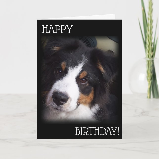Die Aussie Dog Birthday Card A1 Karte (Vorderseite)