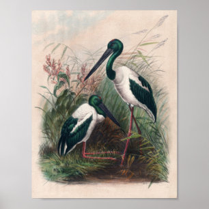 Die australische Mykterie von Joseph Wolf Poster