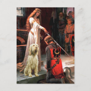 Die Auszeichnung - Spinone Italiano 5 Postkarte