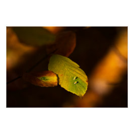Die Autoszene mit Blätter, die die Sonne einatmen Poster