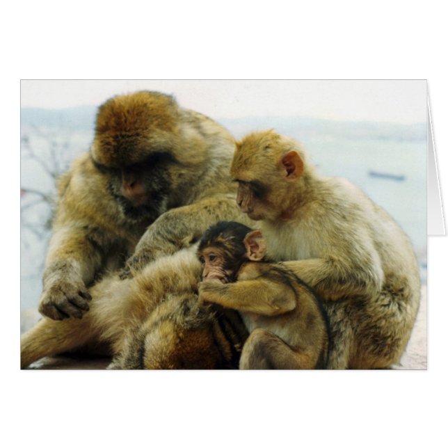 Die barbary-Affen (Vorderseite (Horizontal))