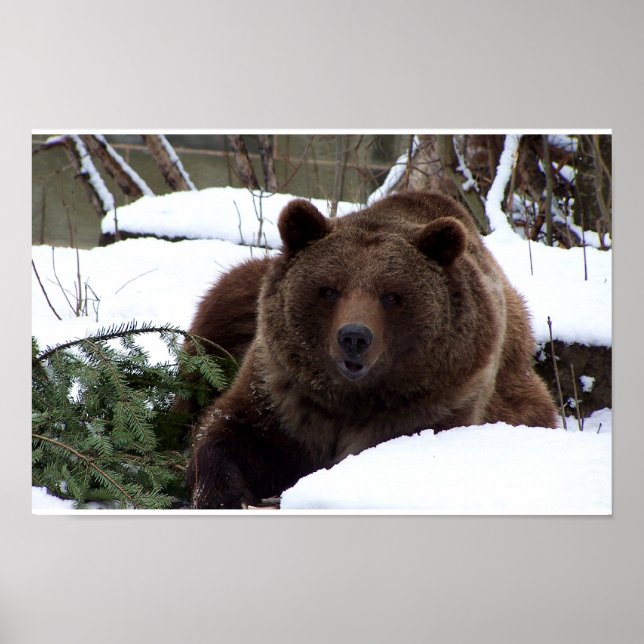 die Bären von Bern Poster (Vorne)