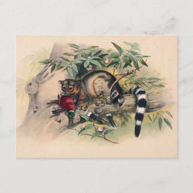 Die Bassaris von Joseph Wolf Postkarte (Vorderseite)