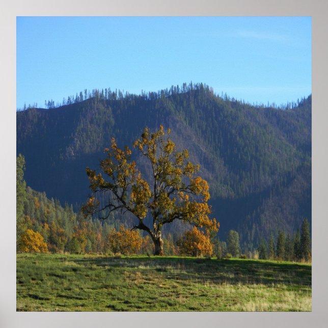 Die Bäume rufen mich an..... Poster (Vorne)