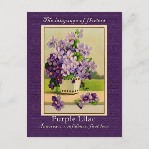 Die Bedeutung der Lilac Postkarte