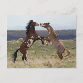 Die Bekämpfung der Hengste, die Steengebirge, Oreg Postkarte