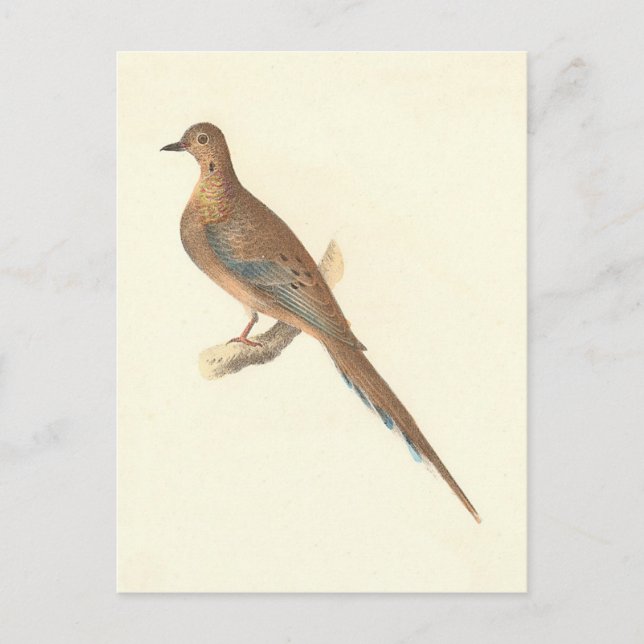 Die beklagende Taube (Carolina Turtle Dove) NY Vög Postkarte (Vorderseite)