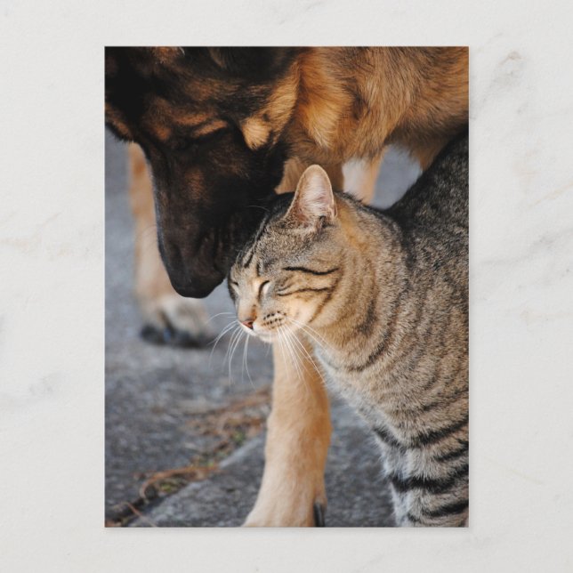Die besten Freunde - Cat & German Shepherds Post C Postkarte (Vorderseite)