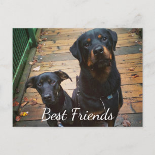 Die besten Freunde Doggie Ihre Worte Bild Tamplate Postkarte