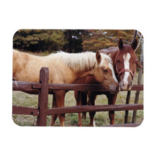 Die besten Freunde Magnet