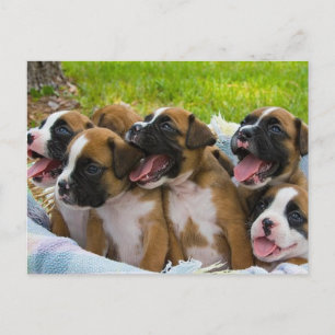 Die besten Freunde Postkarte