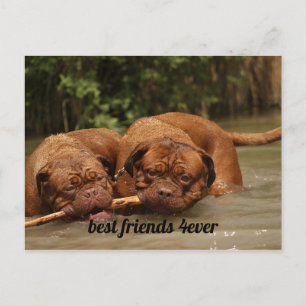 Die besten Freunde Postkarte