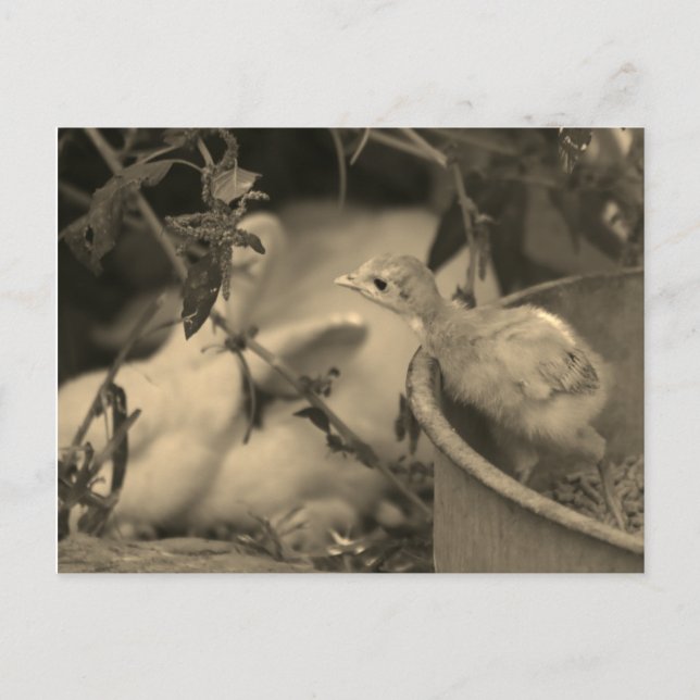 Die besten Freunde, vielleicht? - Postkarte (Vorderseite)