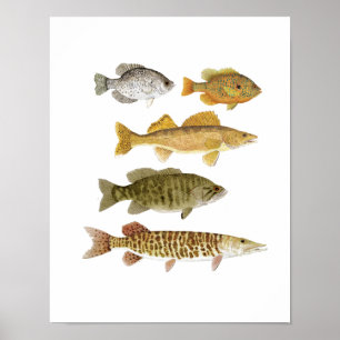Die besten FrischwasserGamefish Poster