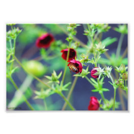 Die Biene mit der roten Blume Fotodruck