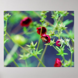 Die Biene mit der roten Blume Poster