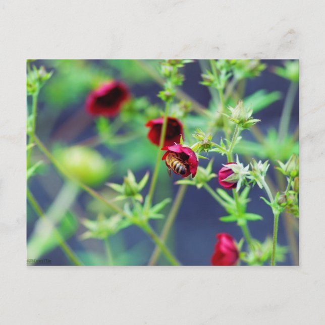 Die Biene mit der roten Blume Postkarte (Vorderseite)