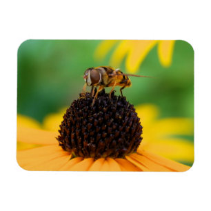 Die Bienen des Sommers - Daisy Magnet