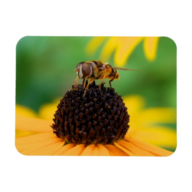 Die Bienen des Sommers - Daisy Magnet (Horizontal)