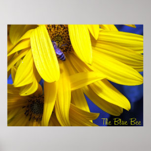 Die Blaue Biene auf dem Gelbblütenplakat Poster
