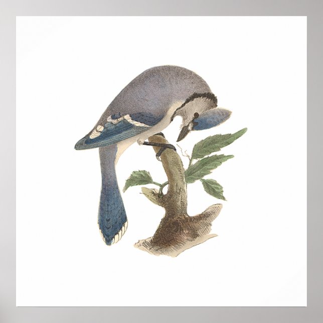Die Blaue Jay (Garrulus cristatus) Poster (Vorne)