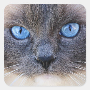 Die blaue Mit Augen Katze Quadratischer Aufkleber