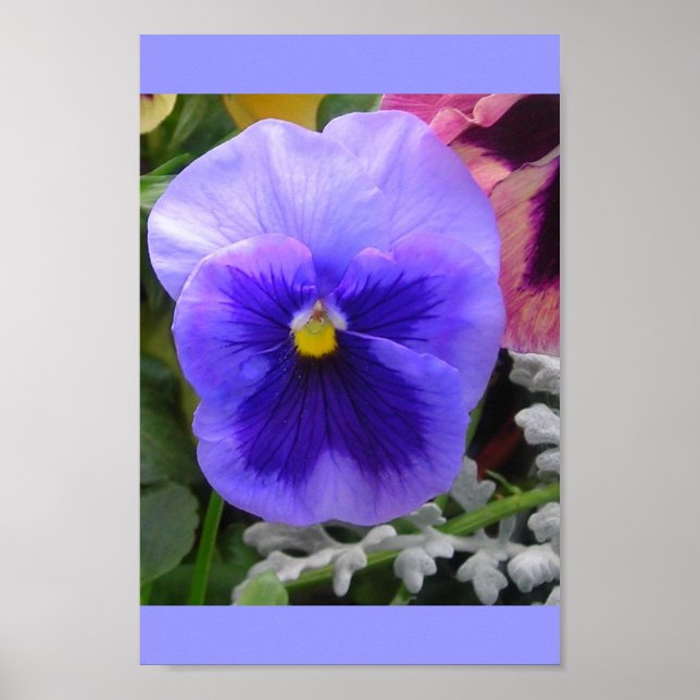Die blaue Pansy Poster (Vorne)