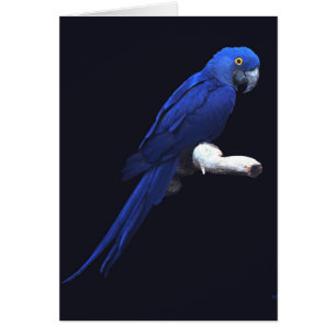 Die blaue Schönheit