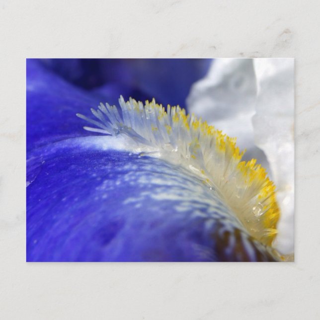 Die Blues singen! Postkarte (Vorderseite)