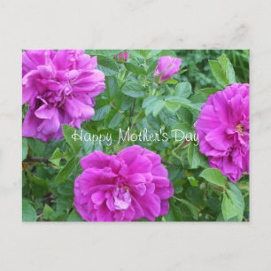 Die Blume der Mutter sind tagrosa Postkarte