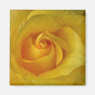 Die Blume des Gelben Rosenmagazins verleiht Keepak Magnet