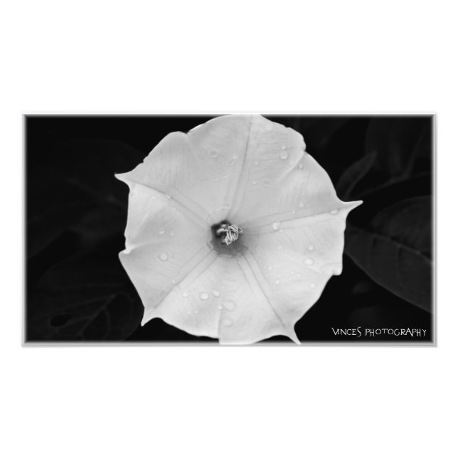 Die Blume Fotodruck (Vorne)