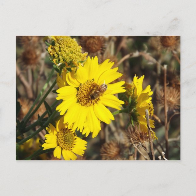 Die Blume und die Biene Postkarte (Vorderseite)