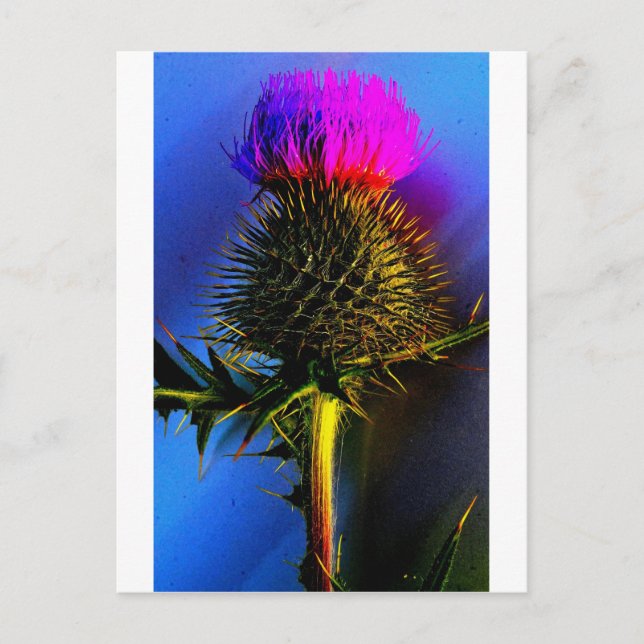 Die Blume von Schottland. Postkarte (Vorderseite)