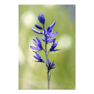 Die Blüte einer Camas-Lilie in Valley County, Fotodruck