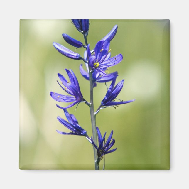 Die Blüte einer Kamellilie im Landkreis Valley, Magnet (Vorne)